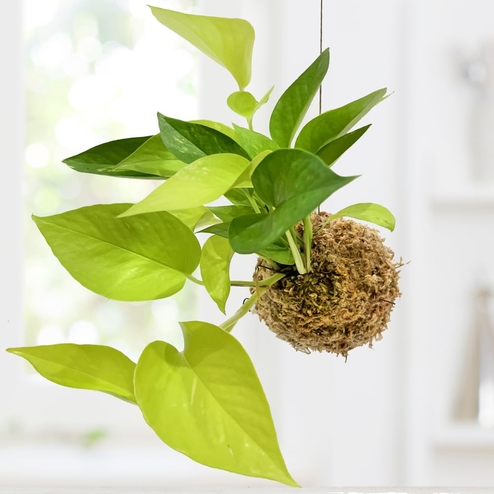 Amazon｜ポトス ライム 苔玉 観葉植物 鮮やかな ライムグリーン 吊るす